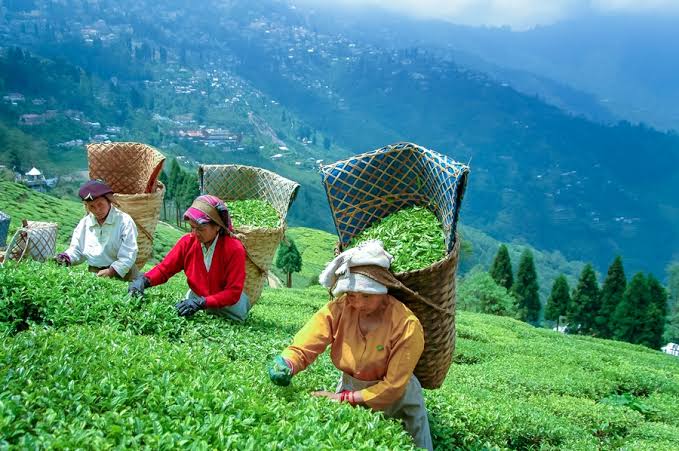 Darjeeling